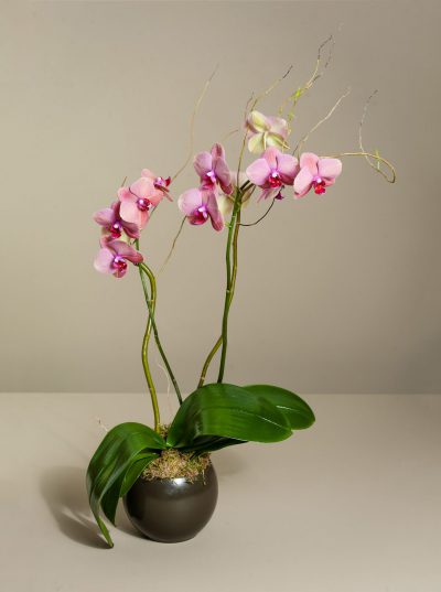 Pink Orchid and Pot