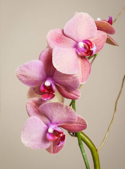 Pink Orchid and Pot