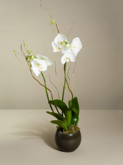 White Orchid and Pot